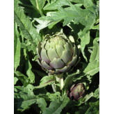 Artischocke - Cynara scolymus Kräutertee - Bio Schnittpflanze - Lose Heilpflanzen - Einzelpflanzen Kräutertees - 3