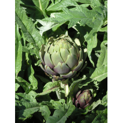 Artischocke - Cynara scolymus Kräutertee - Bio Schnittpflanze - Lose Heilpflanzen - Einzelpflanzen Kräutertees - 3