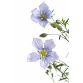 Lin - Tisane Linum usitatissimum - Graines Bio - Plantes médicinales en vrac - Tisanes de plantes simples - 2