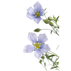 Lin - Tisane Linum usitatissimum - Graines Bio - Plantes médicinales en vrac - Tisanes de plantes simples - 2