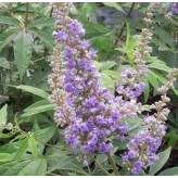 Gattilier - Tisane Agnus castus - Fruit entier Bio - Plantes médicinales en vrac - Tisanes de plantes simples - 2