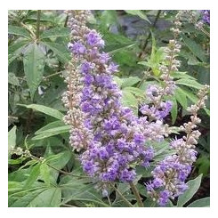 Gattilier - Tisane Agnus castus - Fruit entier Bio - Plantes médicinales en vrac - Tisanes de plantes simples - 2