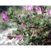  - Plantes médicinales en vrac - Tisanes de plantes simples - 2