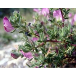  - Plantes médicinales en vrac - Tisanes de plantes simples - 2