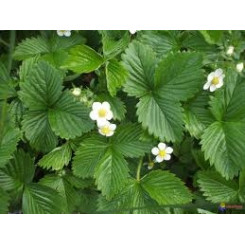 Fraisier - Tisane Fragaria vesca - Feuille coupée Bio - Plantes médicinales en vrac - Tisanes de plantes simples - 2