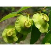 Paliure - Rhamnus paliurus - Fruit entier - Plantes médicinales en vrac - Tisanes de plantes simples - 2