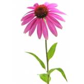 Echinacée - Echinacea purpurea - Racine coupée - 2 - Herboristerie du Valmont