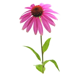 Echinacea - Echinacea purpurea Kräutertee - Wurzel geschnitten - Lose Heilpflanzen - Einzelpflanzen Kräutertees - 2