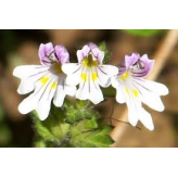 Augentrost - Euphrasia officinalis Kräutertee - Bio Schnittpflanze - Heilpflanzen lose - Einzelpflanzen Kräutertees