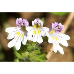 Euphraise officinal - Tisane Euphrasia officinalis - Plante coupée Bio - Plantes médicinales en vrac - Tisanes de plantes simple