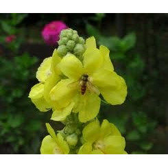 Bouillon blanc Molène -  Tisane Verbascum thapsus - Fleur - Plantes médicinales en vrac - Tisanes de plantes simples - 3