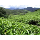 Grüner Tee (Camellia sinensis) – Bio-Blatttee – Tees & Kräutertees – 2