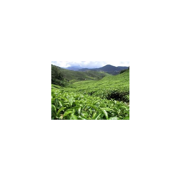 Thé vert - Feuille Bio - Thé en Vrac | 100g