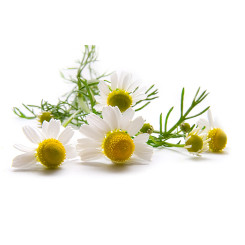 Tisane Camomille matricaire Bio - Plantes médicinales en vrac - Tisanes de plantes simples - 2
