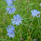Chicorée sauvage - Chichorium intybus - Racine coupée Bio - Plantes médicinales en vrac - Tisanes de plantes simples - 3