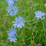 Chicorée sauvage - Tisane Chichorium intybus - Racine coupée Bio - Plantes médicinales en vrac - Tisanes de plantes simples - 3