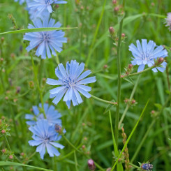 Chicorée sauvage - Chichorium intybus - Racine coupée Bio - Plantes médicinales en vrac - Tisanes de plantes simples - 3