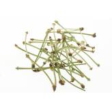 Tisane Queue de Cerise - Plantes médicinales en vrac - Tisanes de plantes simples - 2