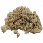 Infusion de Camomille romaine-Tisane Camomille romaine - Fleurs