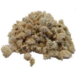 Infusion de Camomille romaine