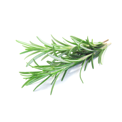 Rosmarin - Rosmarinus officinalis Kräutertee - Bio geschnittene Blätter - Lose Heilpflanzen - Einzelpflanzen Kräutertees - 2