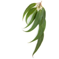 Tisane Eucalyptus Bio - FE - Plantes médicinales en vrac - Tisanes de plantes simples - 2
