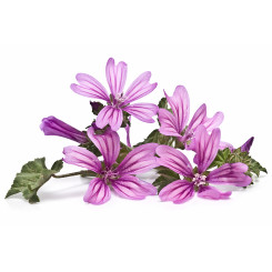 Mauve - Tisane Malva sylvestris - Fleur - Plantes médicinales en vrac - Tisanes de plantes simples - 2