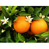 Süße Orange - Citrus aurantium dulcis Kräutertee - Bio-Zesten - Lose Heilpflanzen - Einzelpflanzen Kräutertees - 2