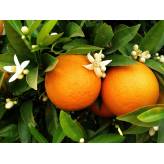 Oranger douce - Citrus aurantium dulcis - Zeste Bio - 2 - Herboristerie du Valmont