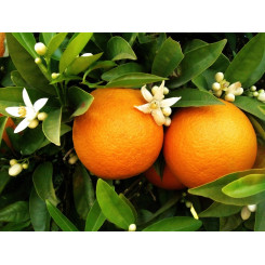 Oranger doux - Citrus aurantium dulcis - Zeste Bio - Plantes médicinales en vrac - Tisanes de plantes simples - 2