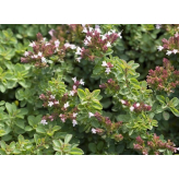Oregano - Origanum vulgare kruidenthee - Biologische snijplant - Losse medicinale planten - Enkele plant kruidenthee - 2