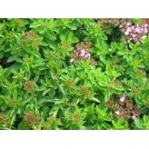 Marjolaine - Origanum majorana - Feuille mondée Bio - Epices, aromates en vrac et condiments - 2