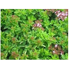 Marjolaine - Origanum majorana - Feuille mondée Bio - Epices, aromates en vrac et condiments - 2