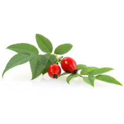 Eglantier - Tisane Rosa canina - Fruit coupé (exocarpe) Bio - Plantes médicinales en vrac - Tisanes de plantes simples - 2