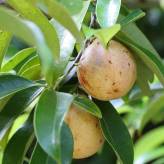 Muscade - Myristica fragans - Noix Poudre Bio - Epices en vrac, aromates et condiments - 2