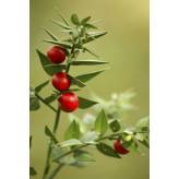 Fragon Petit Houx - Ruscus aculeatus - Racine coupée - Plantes médicinales en vrac - Tisanes de plantes simples - 2