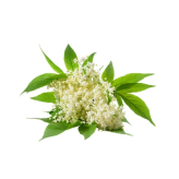 Vlierbes - Sambuccus nigra kruidenthee - Biologische geschilde bloem - Losse medicinale planten - Enkele plant kruidenthee - 2