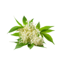 Vlierbes - Sambuccus nigra kruidenthee - Biologische geschilde bloem - Losse medicinale planten - Enkele plant kruidenthee - 2