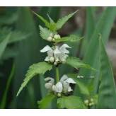 Ortie blanche Lamier Blanc - Lamium album - Sommité fleurie coupée Bio - Plantes médicinales en vrac - Tisanes de plantes simple