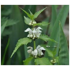 Ortie blanche Lamier Blanc - Lamium album - Sommité fleurie coupée Bio - Plantes médicinales en vrac - Tisanes de plantes simple