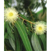 Eukalyptus - Eucalyptus globulus Kräutertee - Bio Schnittblätter - Lose Heilpflanzen - Einzelpflanzen Kräutertees - 2