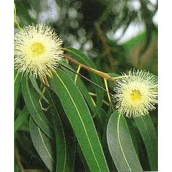 Eucalyptus - Tisane Eucalyptus globulus - Feuille coupée Bio - Plantes médicinales en vrac - Tisanes de plantes simples - 2