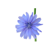 Chicorée sauvage - Chichorium intybus - Racine coupée Bio - Plantes médicinales en vrac - Tisanes de plantes simples - 2