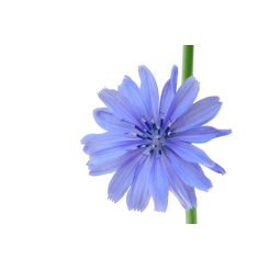 Chicorée sauvage - Chichorium intybus - Racine coupée Bio - Plantes médicinales en vrac - Tisanes de plantes simples - 2