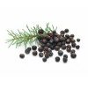 Genévrier - Juniperus communis - Baie Bio - 1 - Herboristerie du Valmont-Genévrier - Juniperus communis - Baie Bio