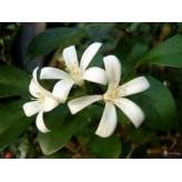 Jasmin - Jasminum officinale - Fleur entière - 2 - Herboristerie du Valmont