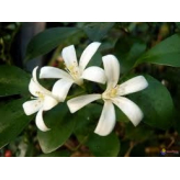 Jasmin - Jasminum officinale - Ganze Blüte - Lose Heilpflanzen - Einzelpflanzentees - 2