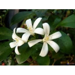 Jasmin - Jasminum officinale - Fleur entière - Plantes médicinales en vrac - Tisanes de plantes simples - 2