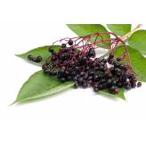 Sureau - Tisane Sambuccus nigra - Fleur mondée Bio - Plantes médicinales en vrac - Tisanes de plantes simples - 3