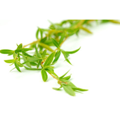 Saule - Salix alba - Tisane Ecorce coupée Bio - Plantes médicinales en vrac - Tisanes de plantes simples - 2